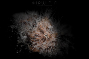 H A I R Y - H A I R Y
Juvenile Hairy Frogfish (Antennari... by Irwin Ang 
